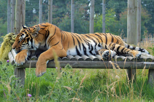Wingham Wildlife Park