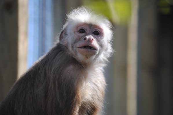 The Fenn Bell Inn Zoo
